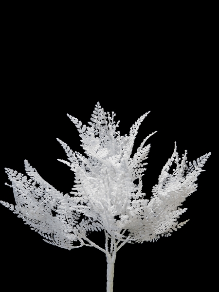 Picture of 20" SHINY BUTTON LEAF BUSH