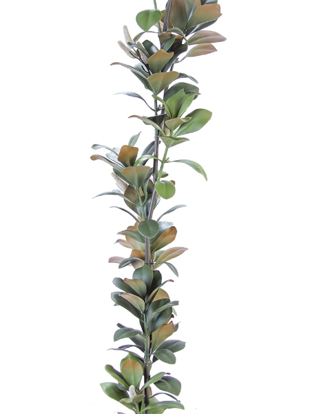 Picture of 6' MAGNOLIA LVS GARLAND