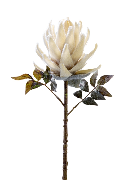Picture for category Protea