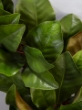 Picture of 28" MAGNOLIA LEAF WREATH