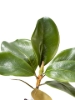Picture of 18" MAGNOLIA LEAF SPRAY