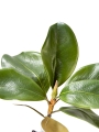 Picture of 18" MAGNOLIA LEAF SPRAY