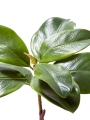 Picture of 23" MAGNOLIA LEAF SPRAY