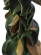 Picture of 70" LUSH MAGNOLIA LEAF GARLAND