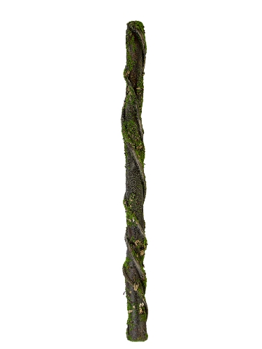 Picture of 30" BARK STEM