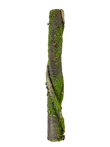 Picture of 16" BARK STEM