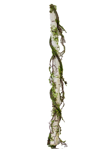 Picture of 33" BIRCH MOSS STEM