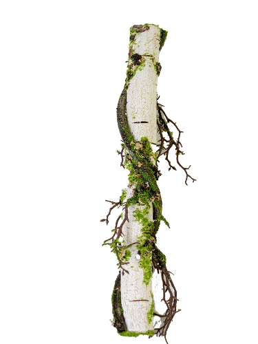 Picture of 18" BIRCH MOSS STEM