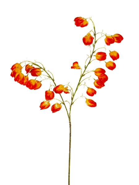 Picture of 38" CHINESE LANTERN SPRAY