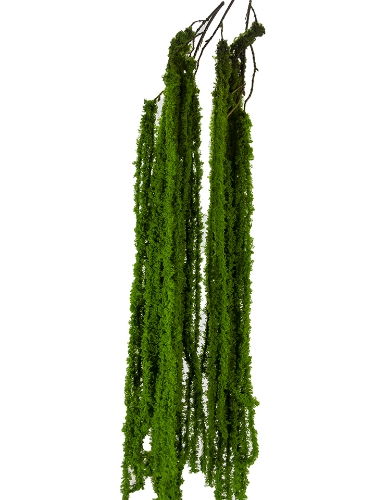 Picture of 47" HANGING AMARANTHUS