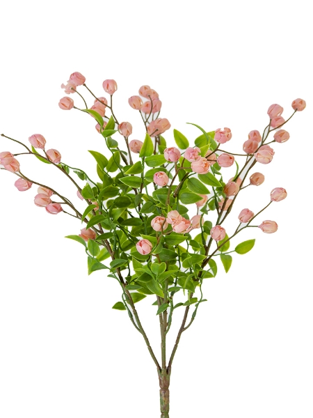 Picture of 16" CALLIRHYTIS BUSH