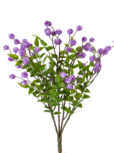 Picture of 16" CALLIRHYTIS BUSH
