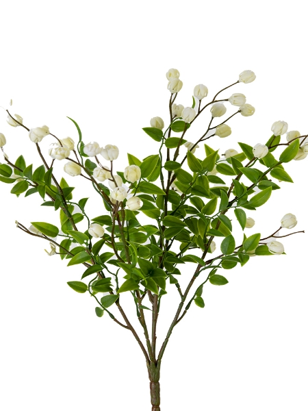 Picture of 16" CALLIRHYTIS BUSH