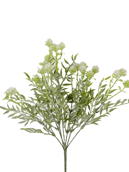 Picture of 17" ECHIUM FLOWER BUSH