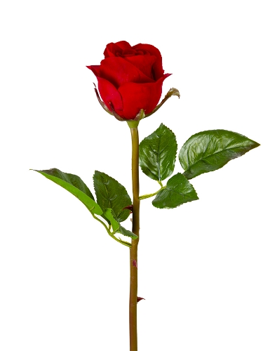 Picture of 23" UV PROTECED ROSE BUD STEM