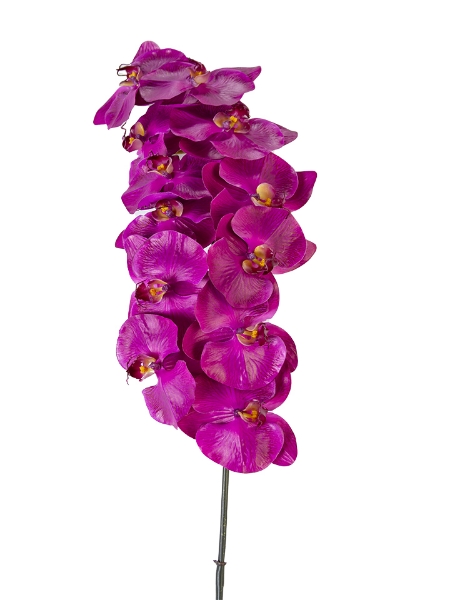 Picture of 42" UV PROTECTED PHALAENOPSIS