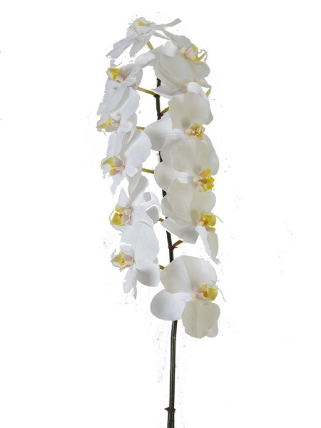 Picture of 42" UV PROTECTED PHALAENOPSIS