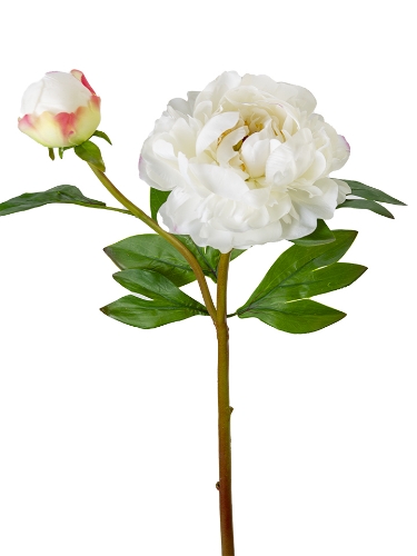 Picture of 24" UV PROTECTED PEONY