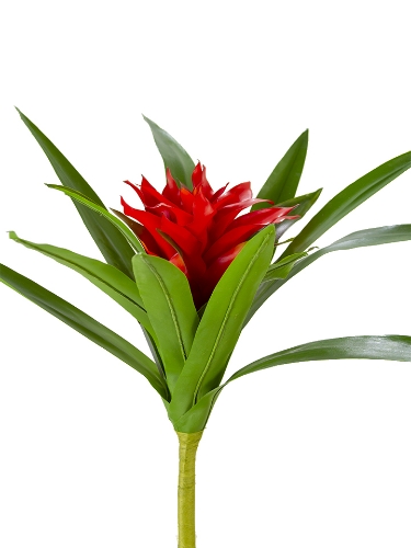 Picture of 22" UV PROTECTED BROMELIAD