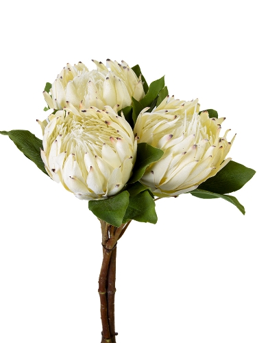 Picture of 24" PROTEA  BUNDLE