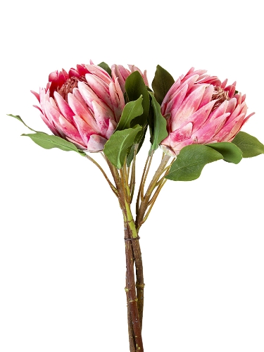 Picture of 24" PROTEA  BUNDLE