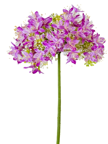 Picture of 27" ONION FLOWERS SPRAY