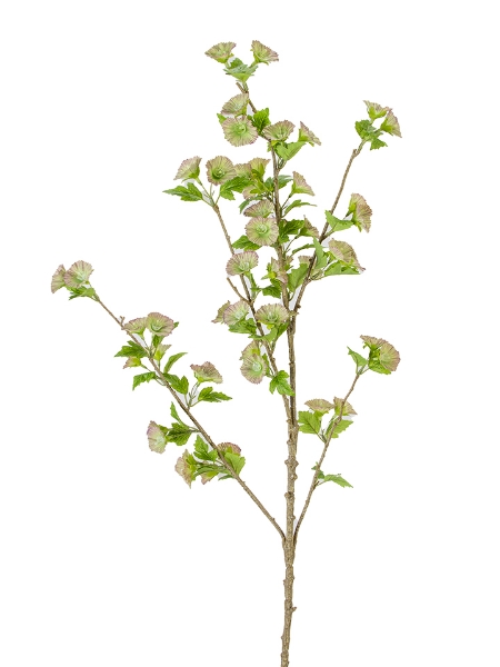 Picture of 43" MOLUCCELLA  SPRAY