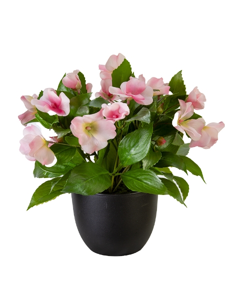 Picture of 11" UV PROTECTED POTTED IMPATIENS