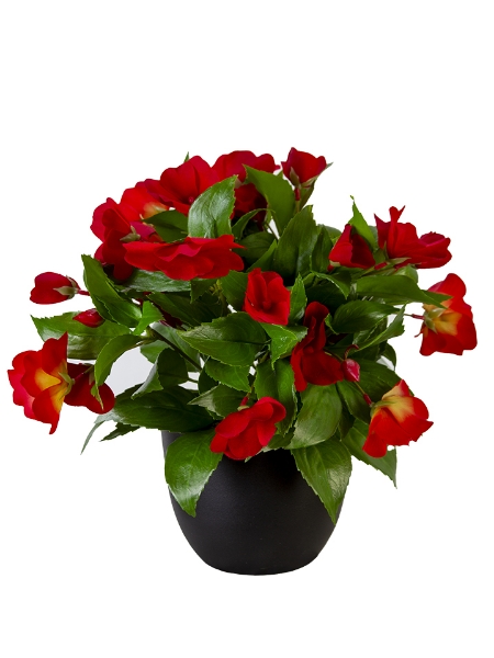 Picture of 11" UV PROTECTED POTTED IMPATIENS
