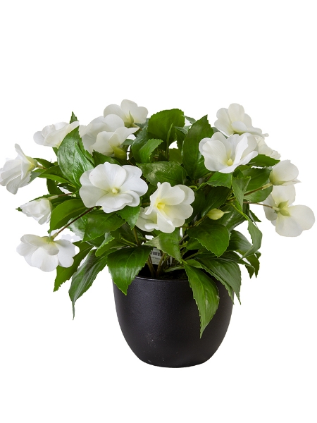 Picture of 11" UV PROTECTED POTTED IMPATIENS