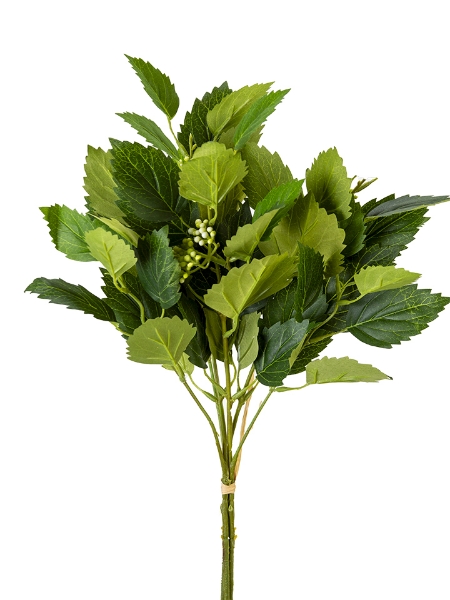 Picture of 22" BEECH SEEDLING BUNDLE