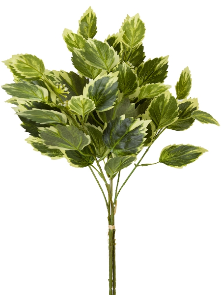 Picture of 22" BEECH SEEDLING BUNDLE
