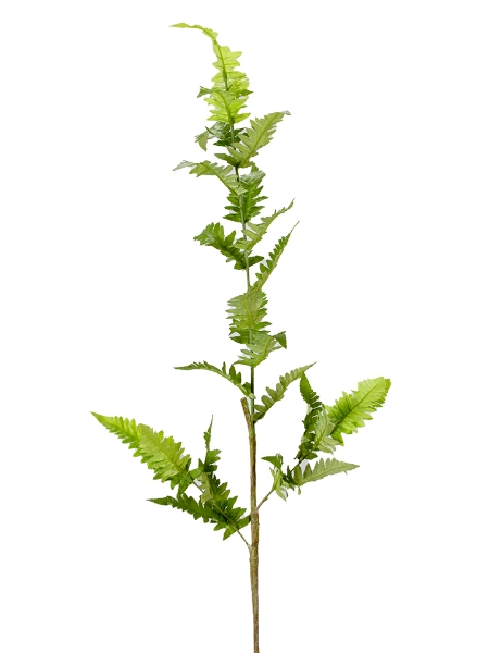 Picture of 46" FERN BRANCH