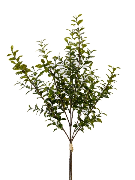 Picture of 27" PRIVET BUNDLE