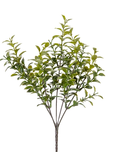 Picture of 14" PRIVET BUSH