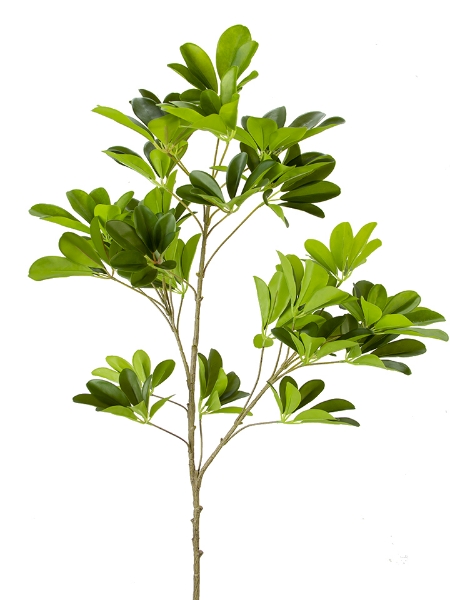 Picture of 41" SCHEFFLERA SPRAY