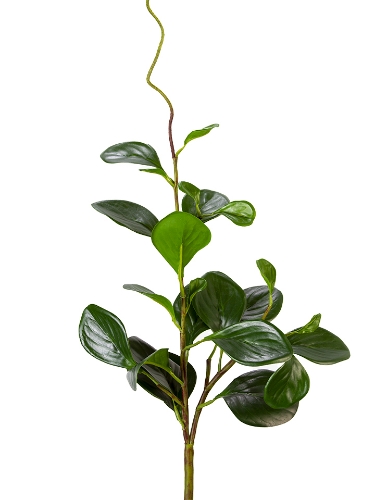 Picture of 28" UV PROTECTED PEPEROMIA SPRAY