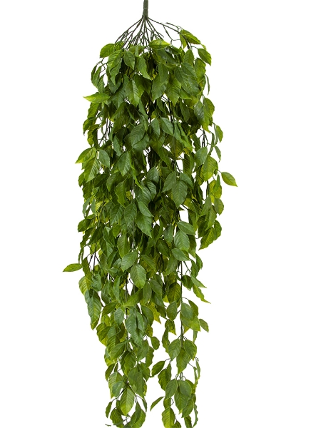 Picture of 42"FICUS HANGING BUSH
