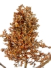 Picture of 34" DRIED SORGHUM SPRAY