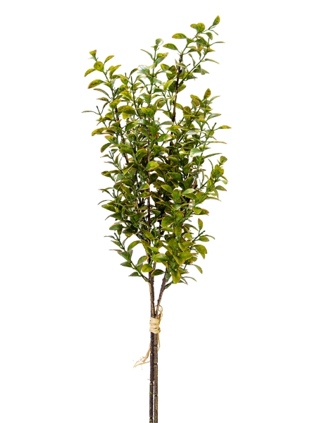 Picture of 27" PRIVET  BUNDLE