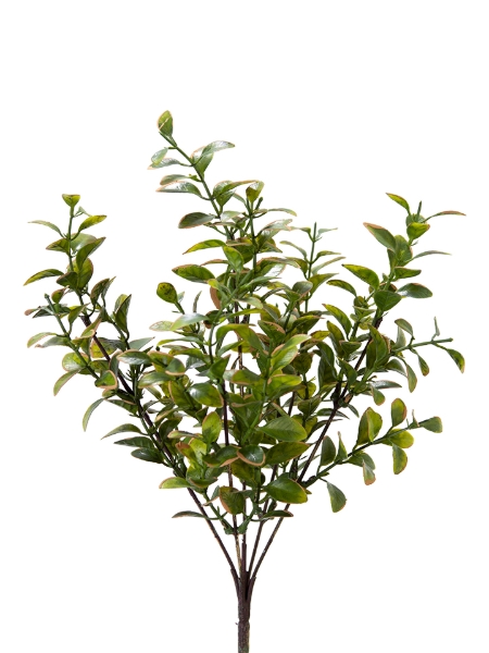Picture of 13" PRIVET LVS BUSH