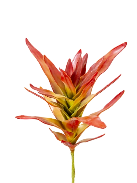 Picture of 15" ALOE BUSH