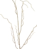 Picture of 48" CURLY WILLOW