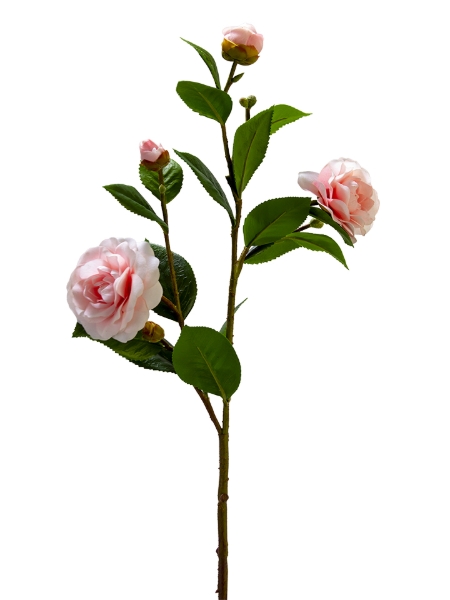 Picture for category Camellia
