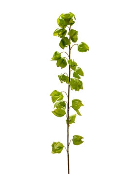 Picture of 51" CHINESE LANTERN SPRAY