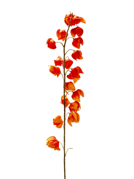 Picture of 51" CHINESE LANTERN SPRAY