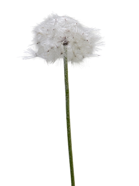 Picture of 26" DANDELION STEM