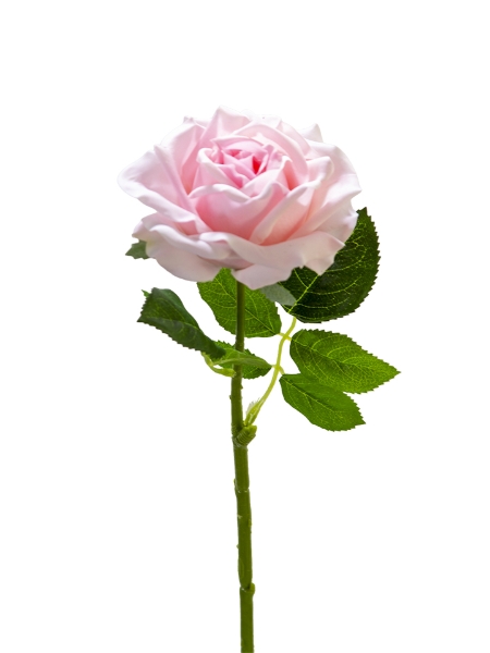 Picture of 17" REAL TOUCH ROSE PICK