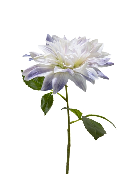 Picture of 26" DAHLIA  STEM