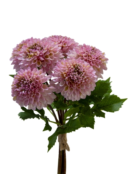 Picture of 18" X 6 DAHLIA BUNDLE
